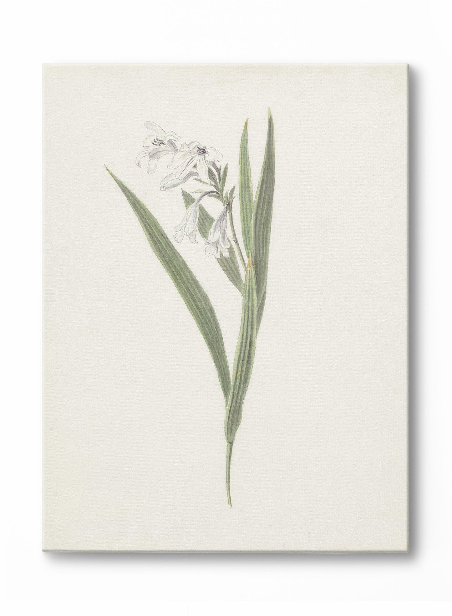 Fresia, Poster
